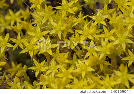 Vibrant blooming sedum acre showcases bright yellow flowers in a lush outdoor setting during springtime Vibrant blooming sedum acre showcases bright yellow flowers in a lush outdoor setting during springtime 140169044