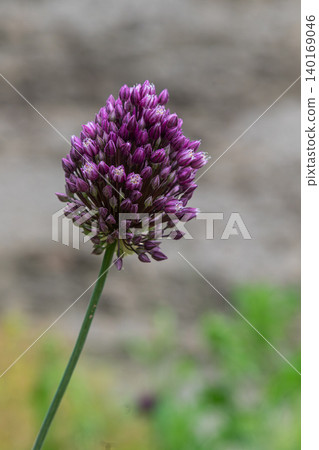 Round-headed leek blooms in vibrant purple during the spring season showcasing its unique round flower head against a blurred background Round-headed leek blooms in vibrant purple during the spring season showcasing its unique round flower head against a blurred background 140169046