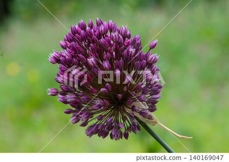 Round-headed leek blooms brightly in a lush green garden showcasing its unique spherical flower structure during the spring season 140169047