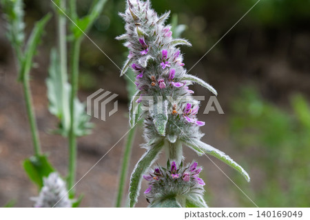 Close-up view of Stachys sylvatica commonly known as Hedge Woundwort showcasing vibrant flowers in a natural woodland setting during late spring Close-up view of Stachys sylvatica commonly known as Hedge Woundwort showcasing vibrant flowers in a natural woodland setting during late spring 140169049