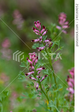 Common Fumitory blooms in a green field showcasing delicate pink flowers with dark tips during springtime Common Fumitory blooms in a green field showcasing delicate pink flowers with dark tips during springtime 140169052