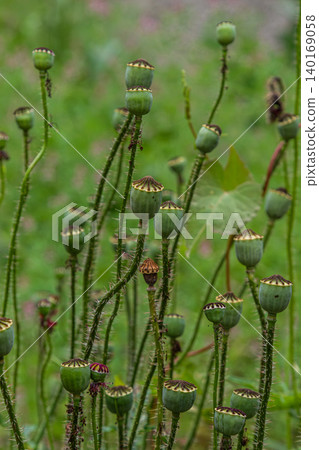 Field poppy plants displaying unripe seed capsules in a lush green meadow during the summer growing season near wildflower communities Field poppy plants displaying unripe seed capsules in a lush green meadow during the summer growing season near wildflower communities 140169058