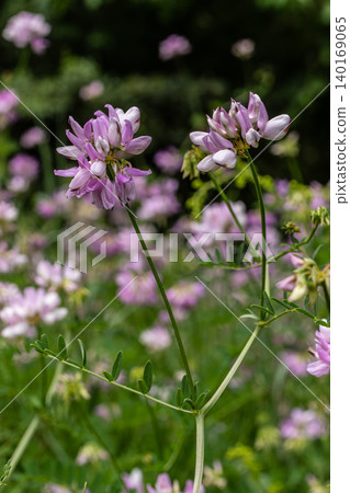 Beautiful blooming Securigera varia showcasing delicate pink flowers in a lush green meadow under soft sunlight 140169065