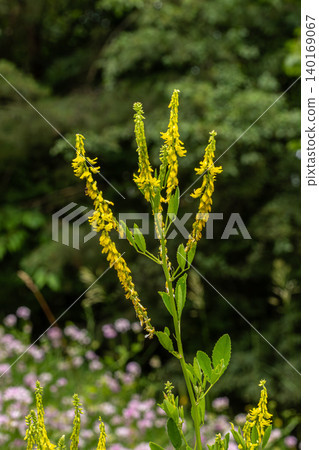 Beautiful yellow sweet clover blooms stand tall in lush green surroundings on a sunny day showcasing nature's vibrant colors and diversity Beautiful yellow sweet clover blooms stand tall in lush green surroundings on a sunny day showcasing nature's vibrant colors and diversity 140169067