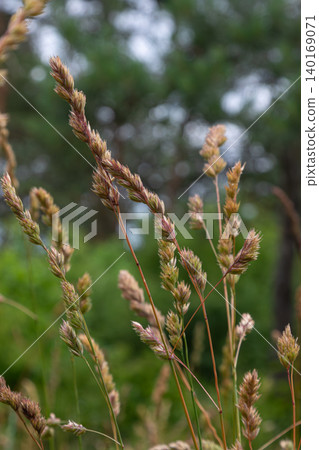 Vibrant dactylis glomerata sways in the breeze on a warm summer afternoon in a lush green landscape filled with natural beauty Vibrant dactylis glomerata sways in the breeze on a warm summer afternoon in a lush green landscape filled with natural beauty 140169071