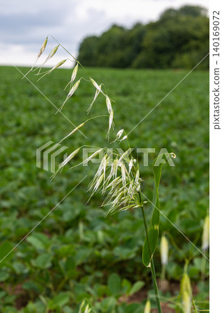Wild oat plant Avena fatua stands tall in a lush green field under a cloudy sky during late spring season in rural landscape Wild oat plant Avena fatua stands tall in a lush green field under a cloudy sky during late spring season in rural landscape 140169072