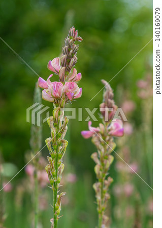 Common Sainfoin blooms in a lush green field showcasing vibrant pink flowers and lush foliage during a sunny day in late spring Common Sainfoin blooms in a lush green field showcasing vibrant pink flowers and lush foliage during a sunny day in late spring 140169079