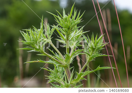 Field Eryngo showcases its sharp leaves in a vibrant green landscape during the peak of summer in a natural habitat 140169080