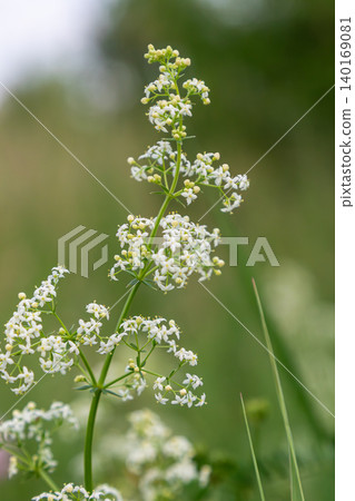 White hedge bedstraw blooms prominently in a lush green setting during springtime in a tranquil natural environment 140169081