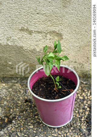 closeup of young plant of lilac growing in a pink pot closeup of young plant of lilac growing in a pink pot 140169094