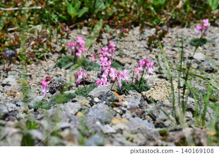 A cluster of Dicentra peregrina flowers – a landscape of Mt. Norikura. A cluster of Dicentra peregrina flowers – a landscape of Mt. Norikura. 140169108