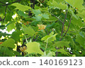 Tulip tree ① 140169123