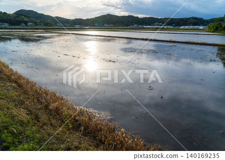 這是靜岡縣水稻插秧後的景象,傍晚時分,陽光和雲彩映照在稻田上。 這是靜岡縣水稻插秧後的景象,傍晚時分,陽光和雲彩映照在稻田上。 140169235