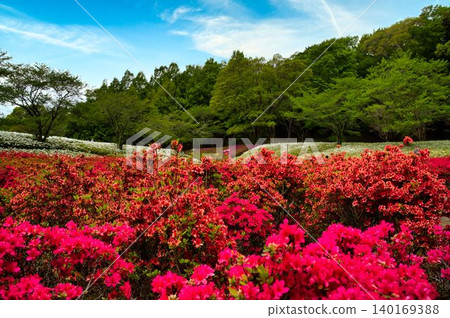杜鵑花園，層層疊疊的紅色花朵 140169388
