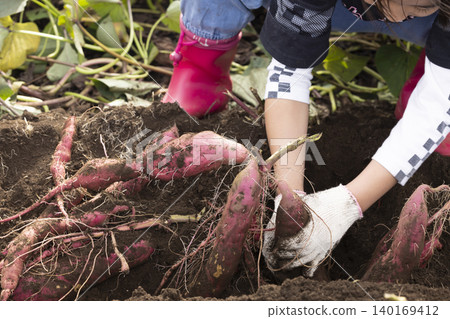 A girl harvesting sweet potatoes in a field. A girl harvesting sweet potatoes in a field. 140169412