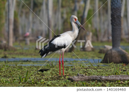 Maguari Stork, La Estrella marsh, Nature Reserve, Formosa Province, Argentina. Maguari Stork, La Estrella marsh, Nature Reserve, Formosa Province, Argentina. 140169460