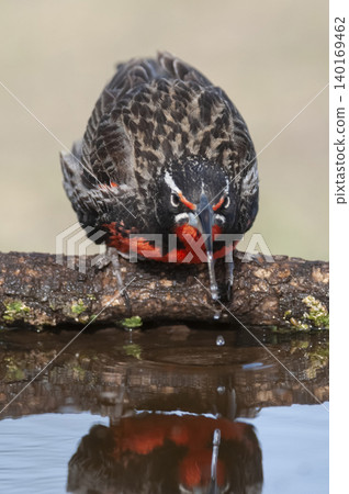 Long tailed Meadowlark, perched in Pampas grassland environment, La Pampa Province, Patagonia, Argentina. Long tailed Meadowlark, perched in Pampas grassland environment, La Pampa Province, Patagonia, Argentina. 140169462