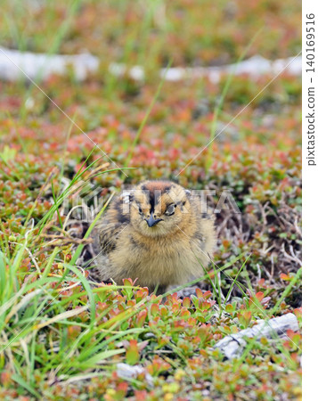 A ptarmigan chick wandering around A ptarmigan chick wandering around 140169516