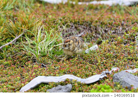 A ptarmigan chick wandering around A ptarmigan chick wandering around 140169518