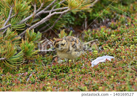 A ptarmigan chick wandering around A ptarmigan chick wandering around 140169527