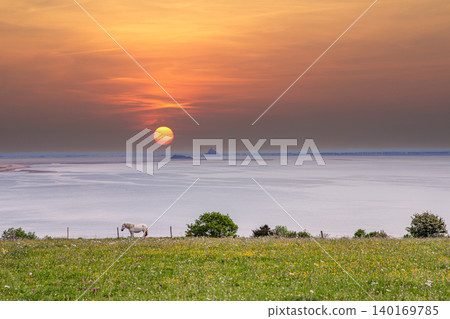 horse in a field with sea and Mont saint Michel horse in a field with sea and Mont saint Michel 140169785