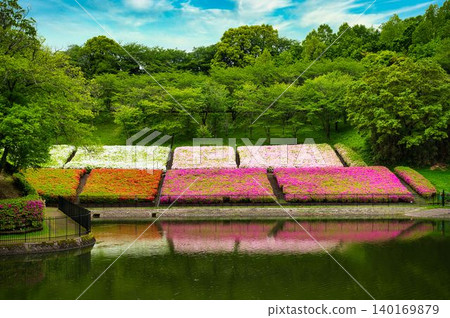 一排排整齊盛開的杜鵑花。 140169879