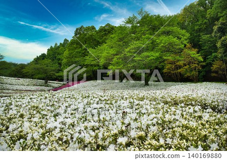山坡上開滿了杜鵑花。 140169880