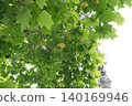 Tulip tree ② 140169946