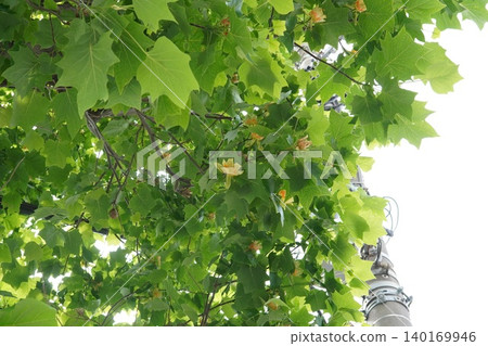 Tulip tree ② 140169946