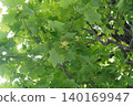 Tulip tree ③ 140169947
