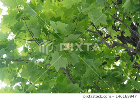 Tulip tree ③ 140169947