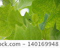 Leaf veins ② 140169948