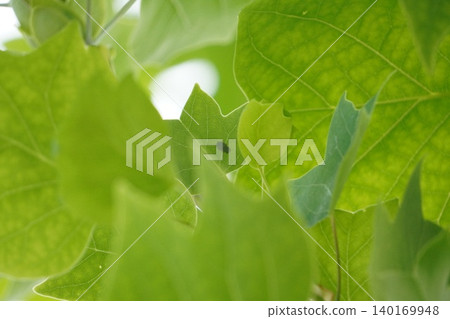 Leaf veins ② 140169948
