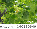 Tulip tree ④ 140169949