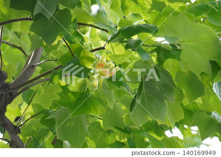 Tulip tree ④ Tulip tree ④ 140169949