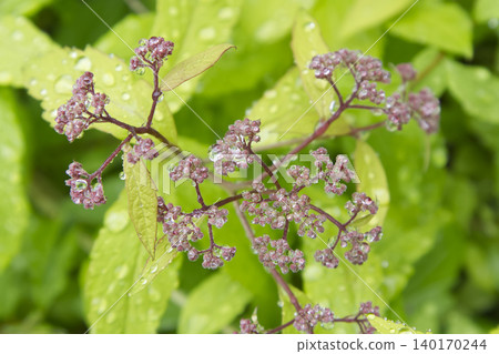 Pink Flower Buds with Rain Droplets on Golden Spirea Leaves Closeup Pink Flower Buds with Rain Droplets on Golden Spirea Leaves Closeup 140170244
