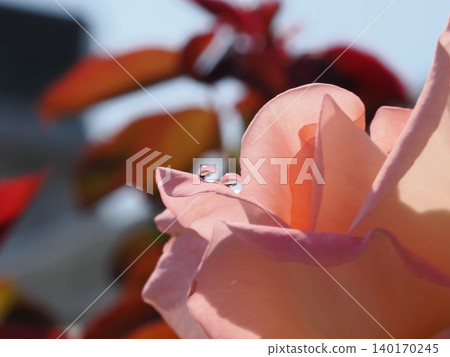 Transparent droplets lined up on the petals of a pale pink rose, photographed in a rose garden in July. Transparent droplets lined up on the petals of a pale pink rose, photographed in a rose garden in July. 140170245