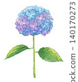 Hydrangea painted in watercolor 140170273
