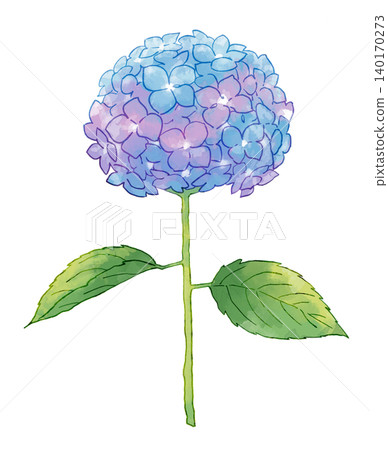 繡球花畫水彩 繡球花畫水彩 140170273