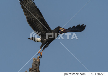 Snail Kite , Ibera Marsh National Park , Corrientes province, Patagonia , Argentina. Snail Kite , Ibera Marsh National Park , Corrientes province, Patagonia , Argentina. 140170275