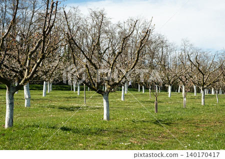 Apricot orchard with whitewashed tree trunks in spring garden. 140170417
