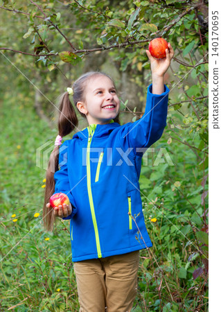 Cheerful girl picking red apple from tree branch while holding another fruit orchard autumn harvest Cheerful girl picking red apple from tree branch while holding another fruit orchard autumn harvest 140170695