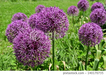 Allium (Amaryllidaceae family), genus Allium 140170735