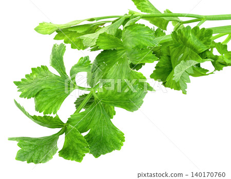 Fresh green celery leaves isolated. organic garden vegetable, perfect for healthy cooking, vegan diet, and culinary nutrition concepts. 140170760