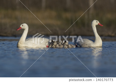 Coscoroba swans in lagoon envirinment, La Pampa 140170773