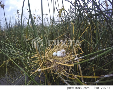 Cattle Egret, Bubulcus ibis, nesting, La Pampa Cattle Egret, Bubulcus ibis, nesting, La Pampa 140170785