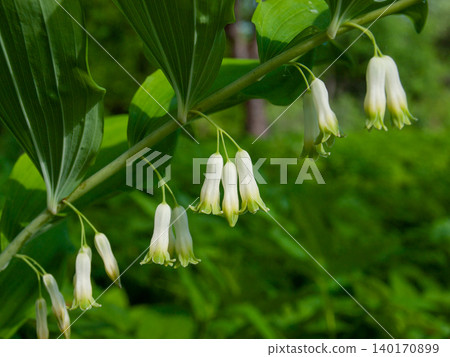 Beautiful white flowers of Solomon's seal blooming in a shady spring garden. 140170899