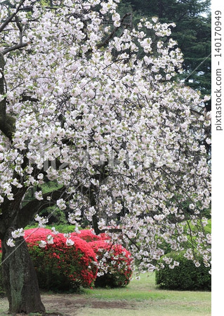 A collaboration of cherry blossoms in full bloom and azaleas. A collaboration of cherry blossoms in full bloom and azaleas. 140170949