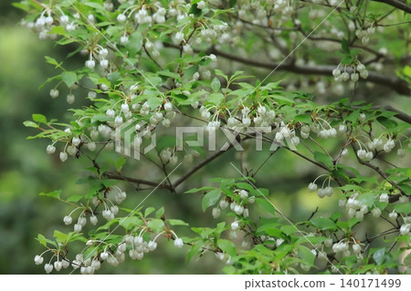 公園裡的Enkianthus 公園裡的Enkianthus 140171499