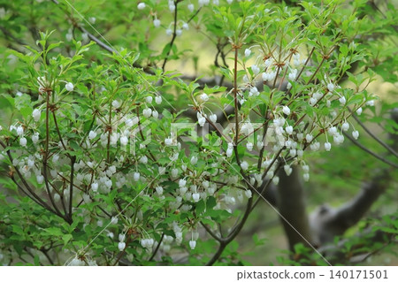 公園裡的Enkianthus 140171501